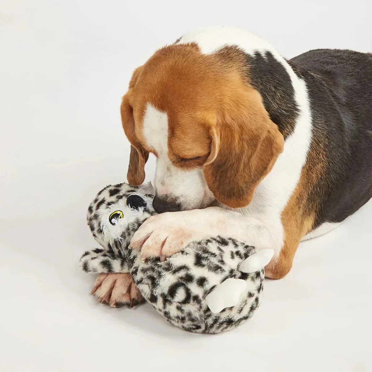 Beagle dog playing with spotted plush toy, cozy indoor pet moment, zigly