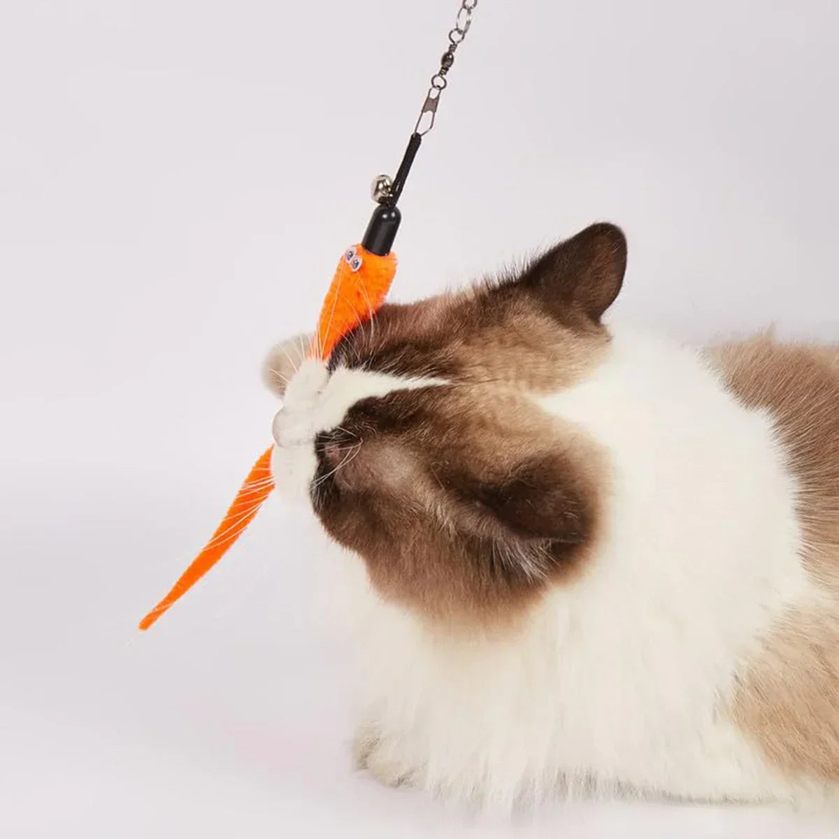 Zigly fluffy white and brown cat playing with orange carrot-shaped hanging toy on white background