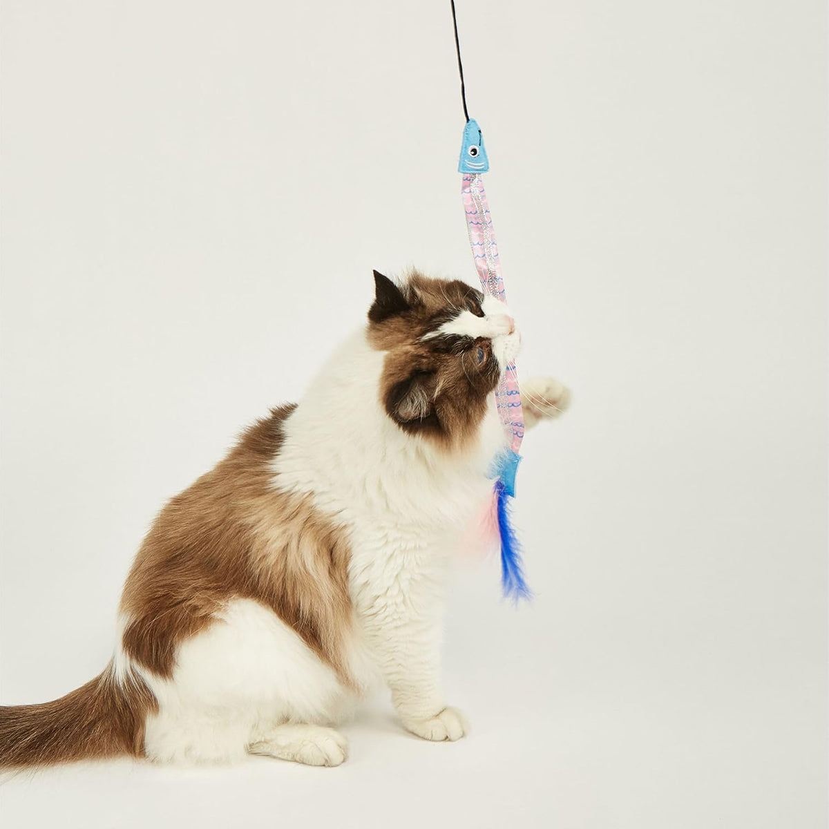 Zigly cat toy with blue fish and feathers, playful fluffy brown and white cat interacting
