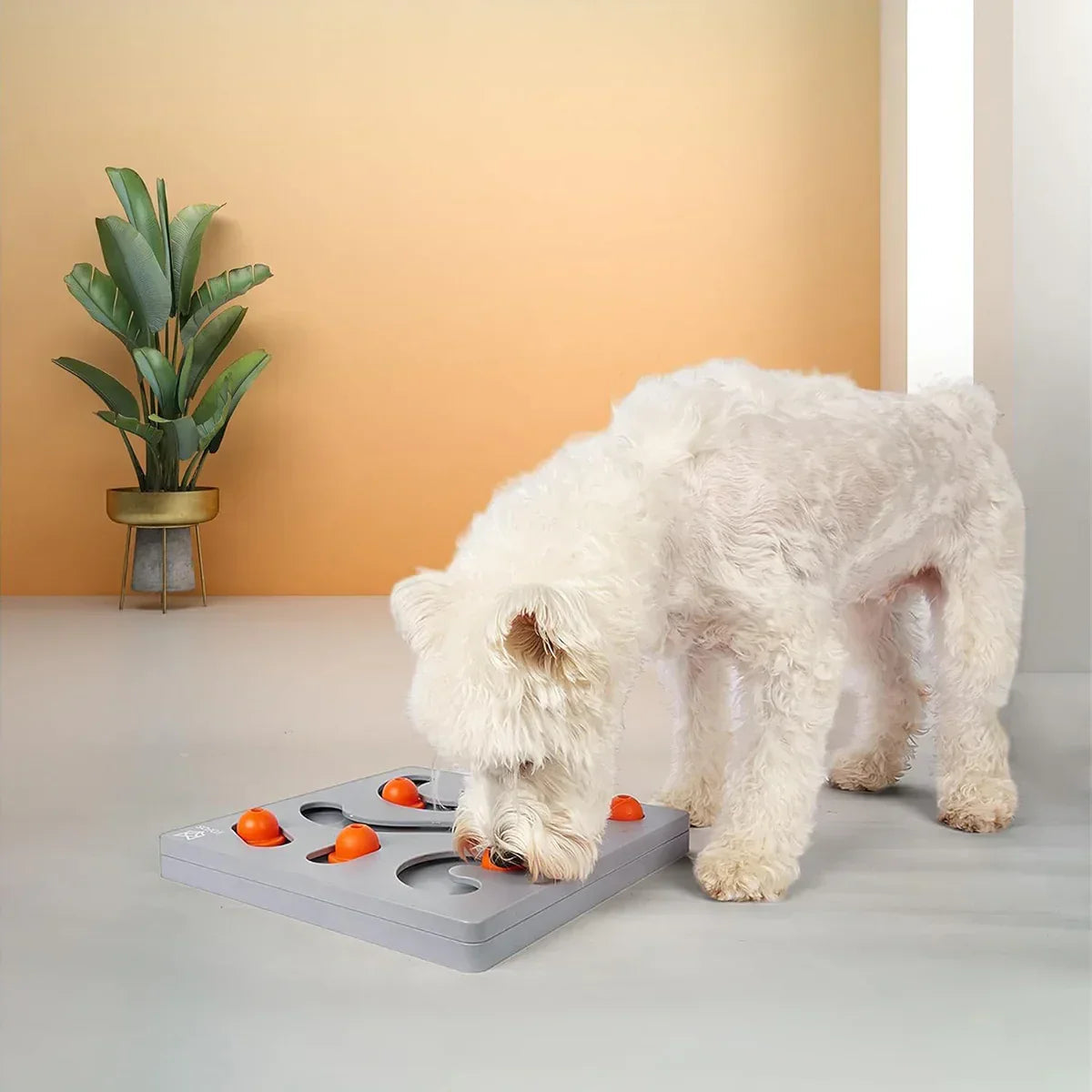 White curly dog playing with orange ball puzzle toy on gray floor with green plant and orange wall zigly