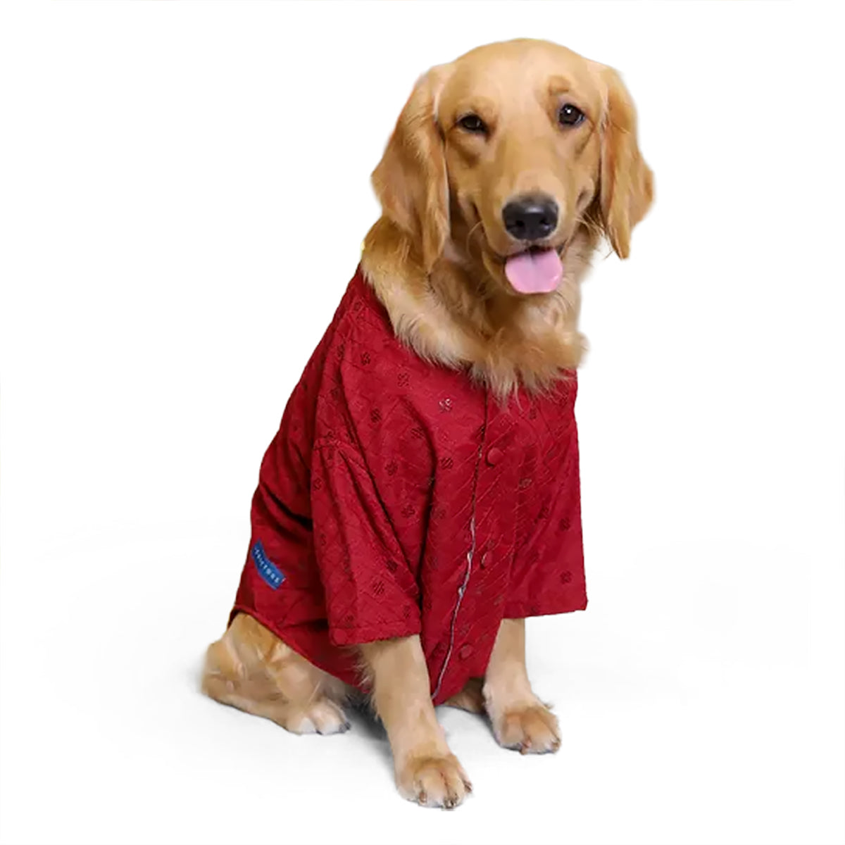 Golden retriever dog wearing a red quilted jacket sitting on white background with zigly tag