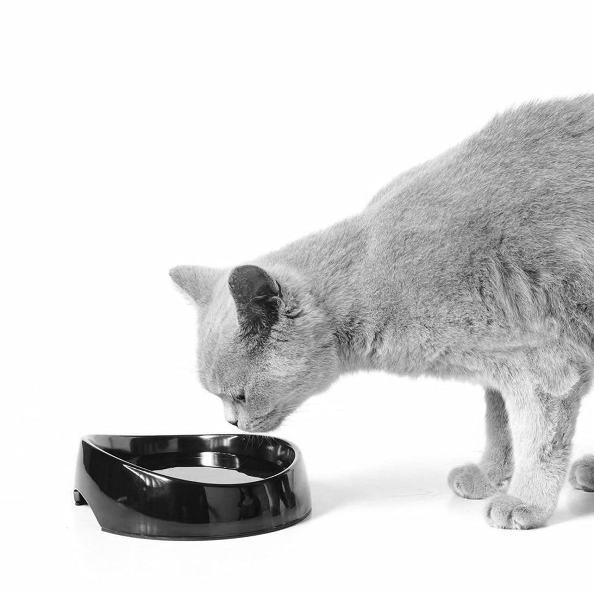 Savic Whisker Water Functional Cat Water Bowl - Assorted Colors - Zigly