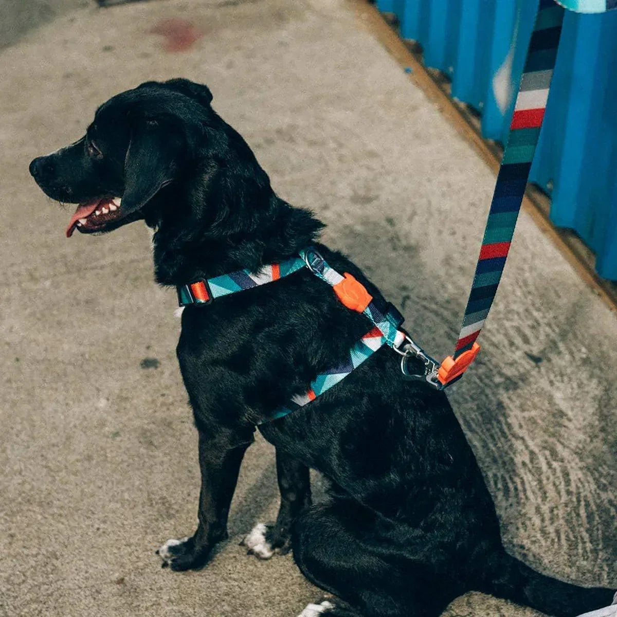 Zee Dog Ella Dog H-Harness - Zigly