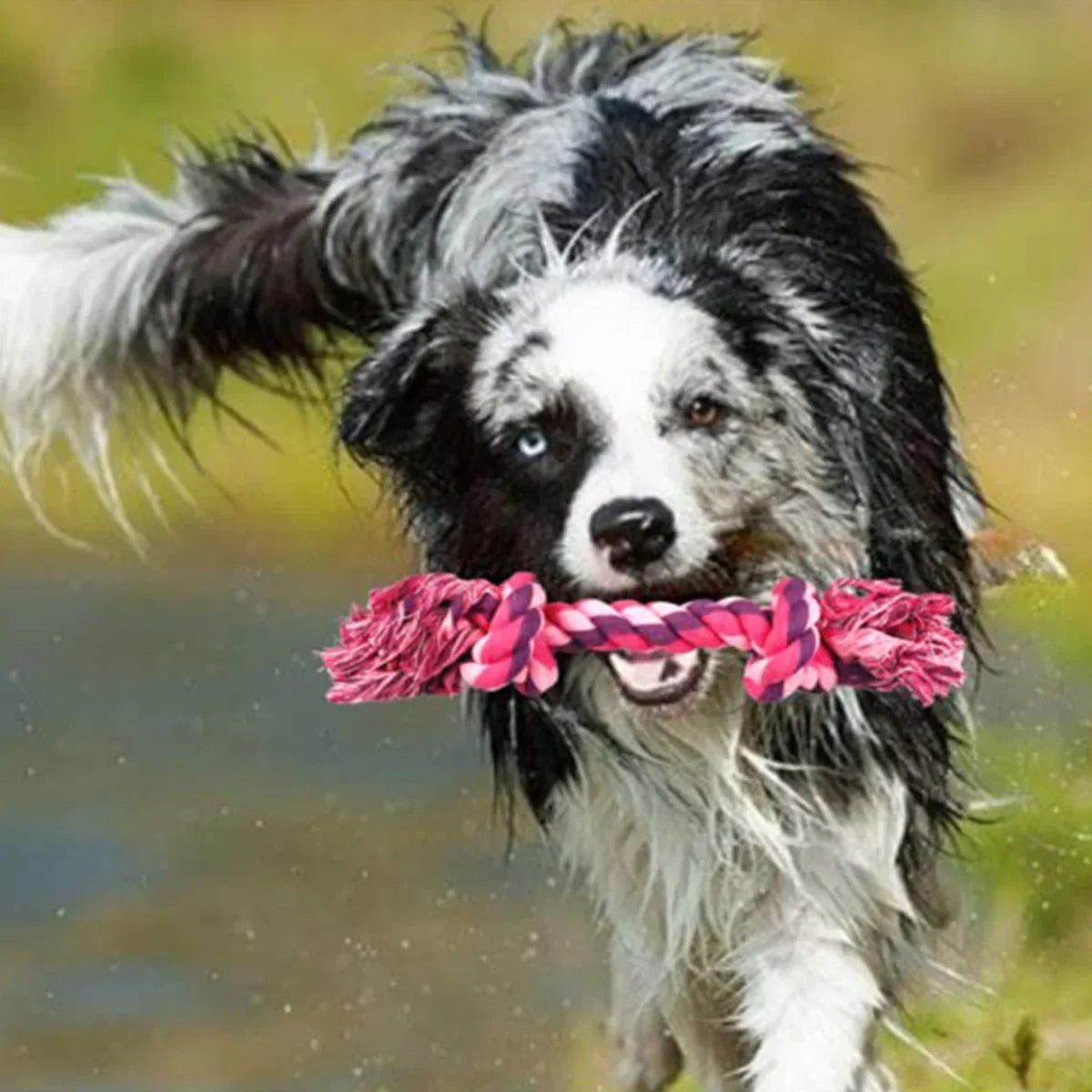 Trixie Playing Rope Dog Toy - 37cm - Zigly