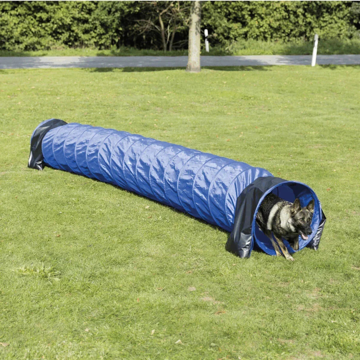 German shepherd dog exiting blue agility tunnel on green grass outdoors zigly