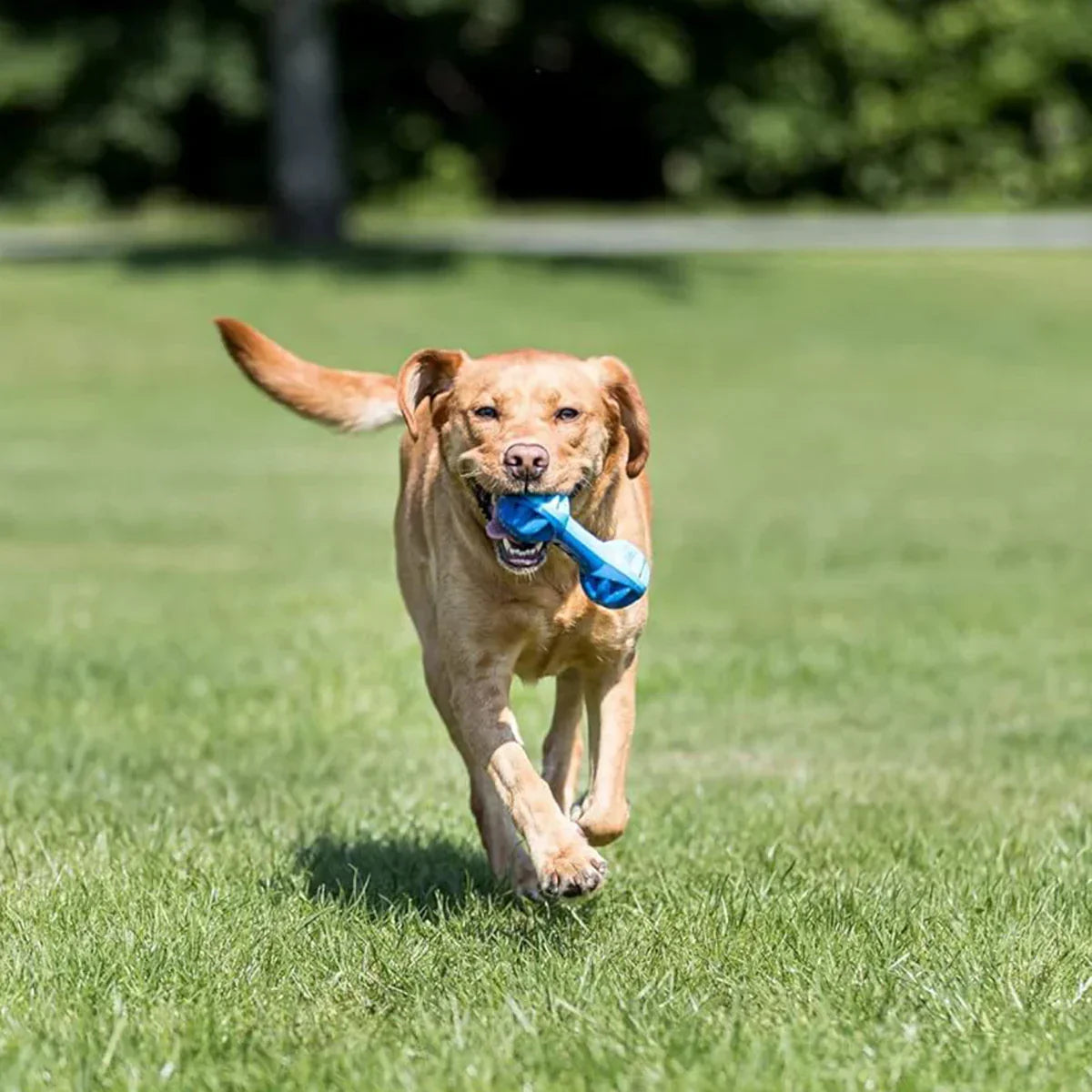 Trixie Cooling Dumbbell Dog Toy - 18 cm - Zigly