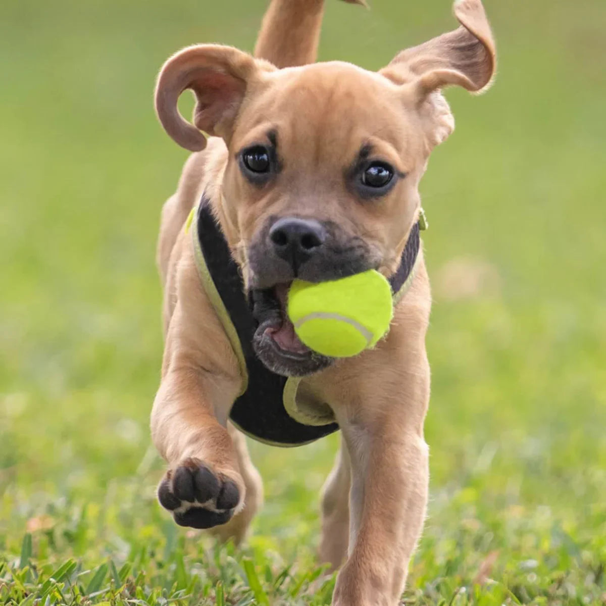 Petsport Giant Tuff Ball Fetch Dog Toy - 11 cm - Zigly