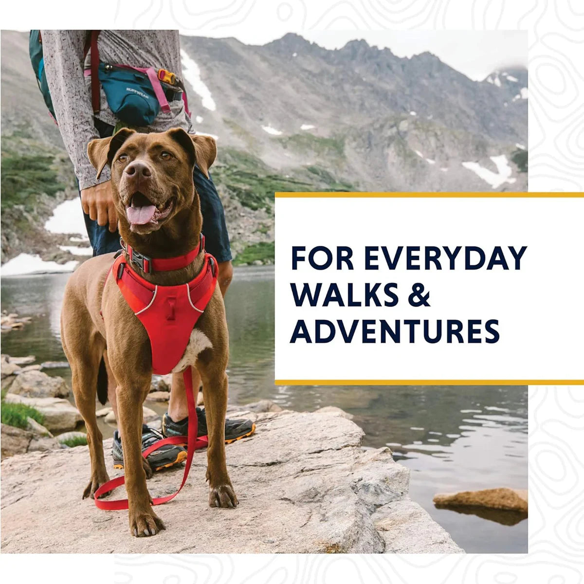 Ruffwear Front Range Collar Hibiscus Pink Dog Collar - Zigly