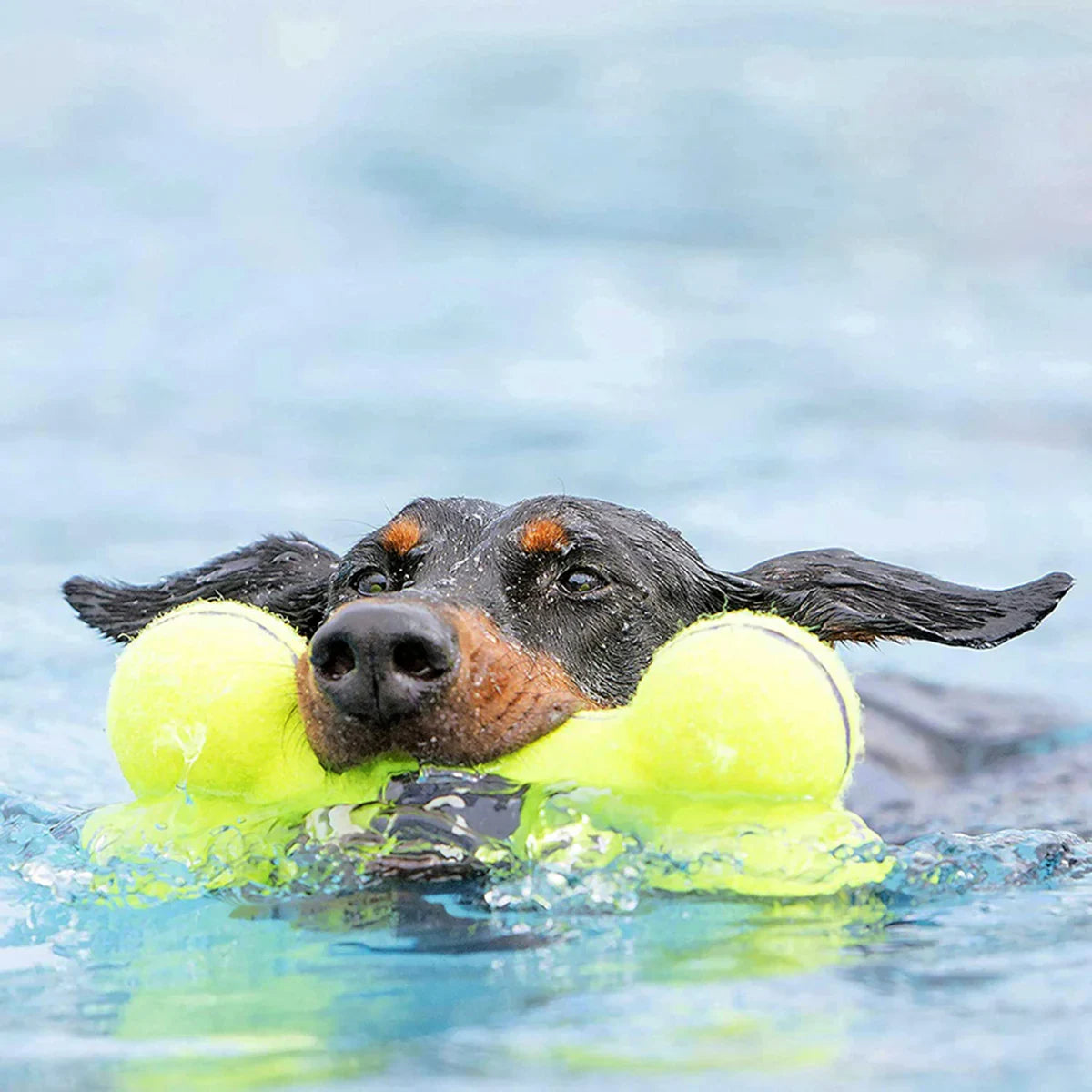 Kong AirDog Bone Squeaky Dog Toy - Zigly