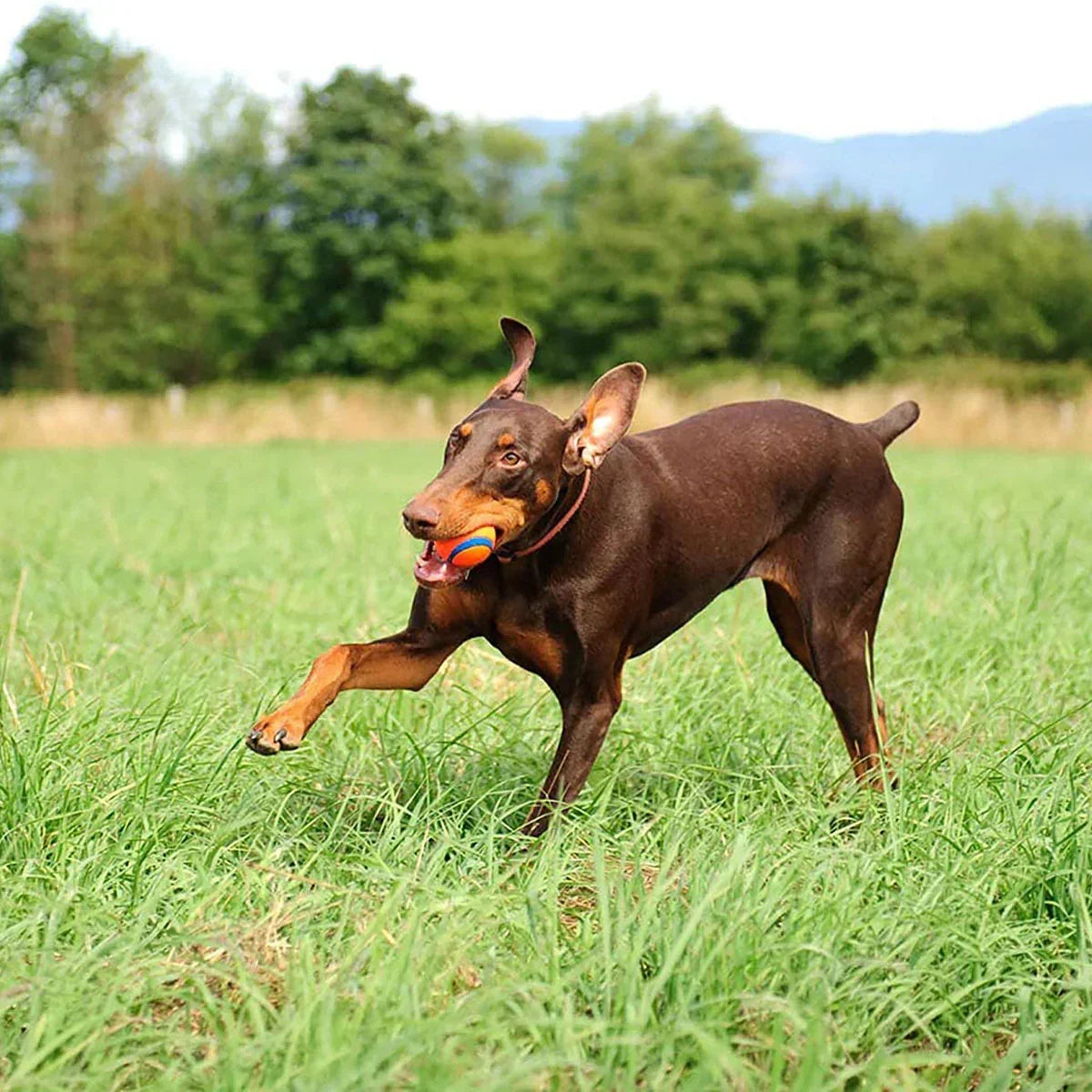 Chuckit! Ultra Ball Pack of 1 - Zigly