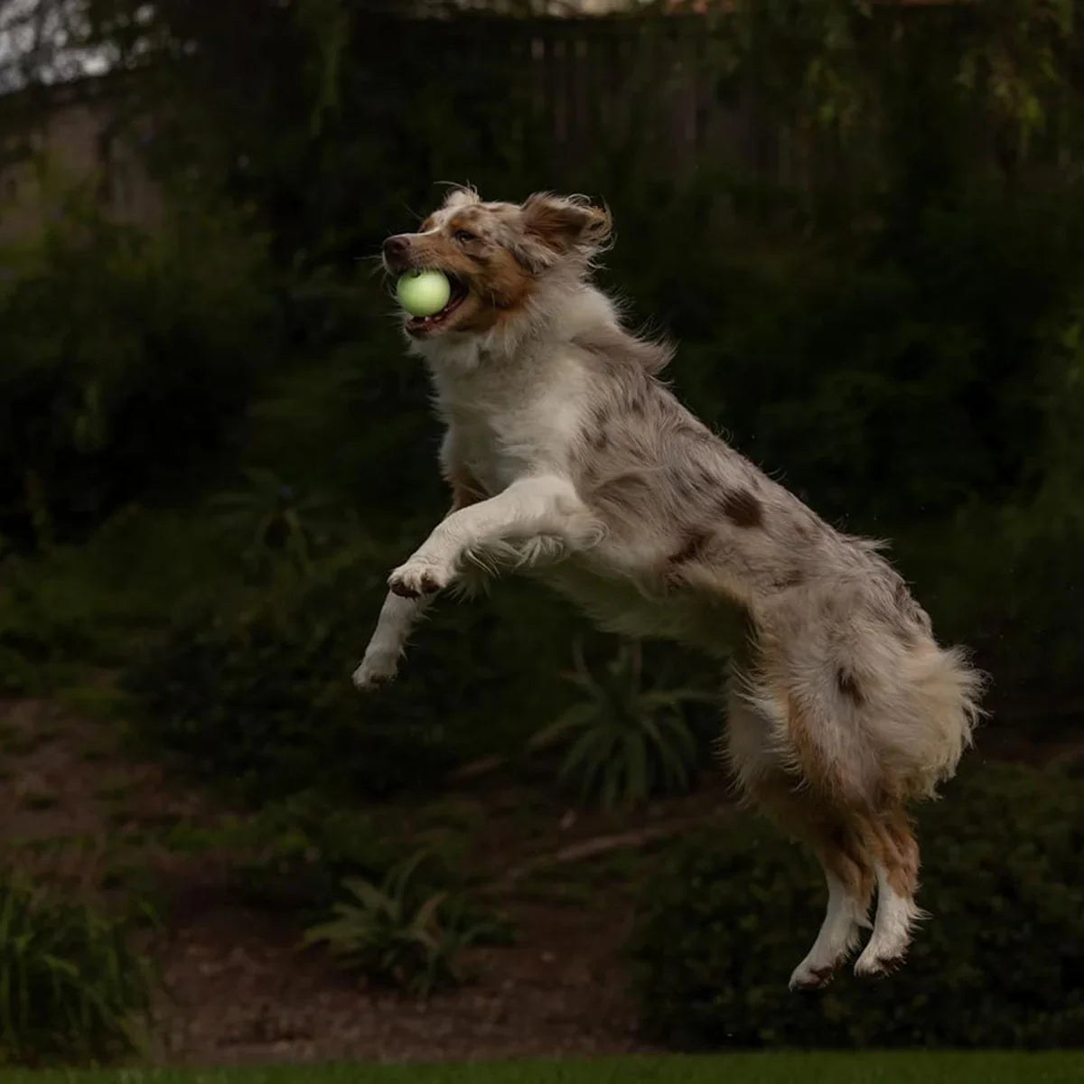 Petmate Chuckit! Max Glow in Dark Ball Fetch Dog Toy - Medium - Zigly