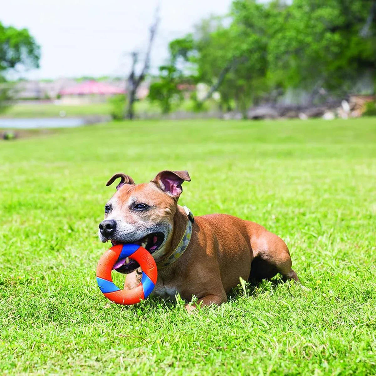 Chuckit! Ultra Ring Fetch Dog Toy - Zigly