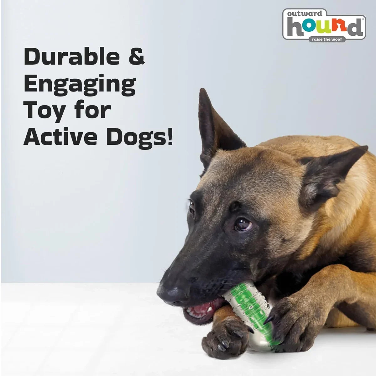 Belgian Malinois chewing an Outward Hound Chew Crunch Core Bone dog toy from Zigly.