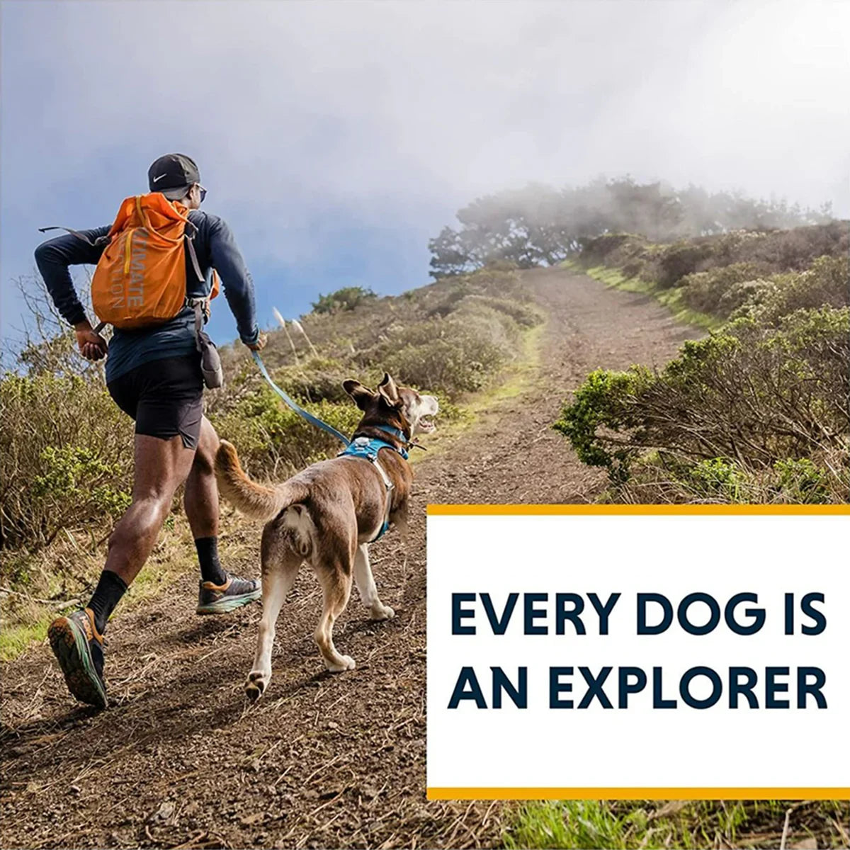 Ruffwear Hi & Light Harness Lichen Green - Zigly