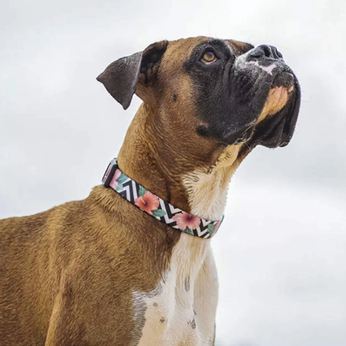 Zee Dog Mahalo Collar - Zigly