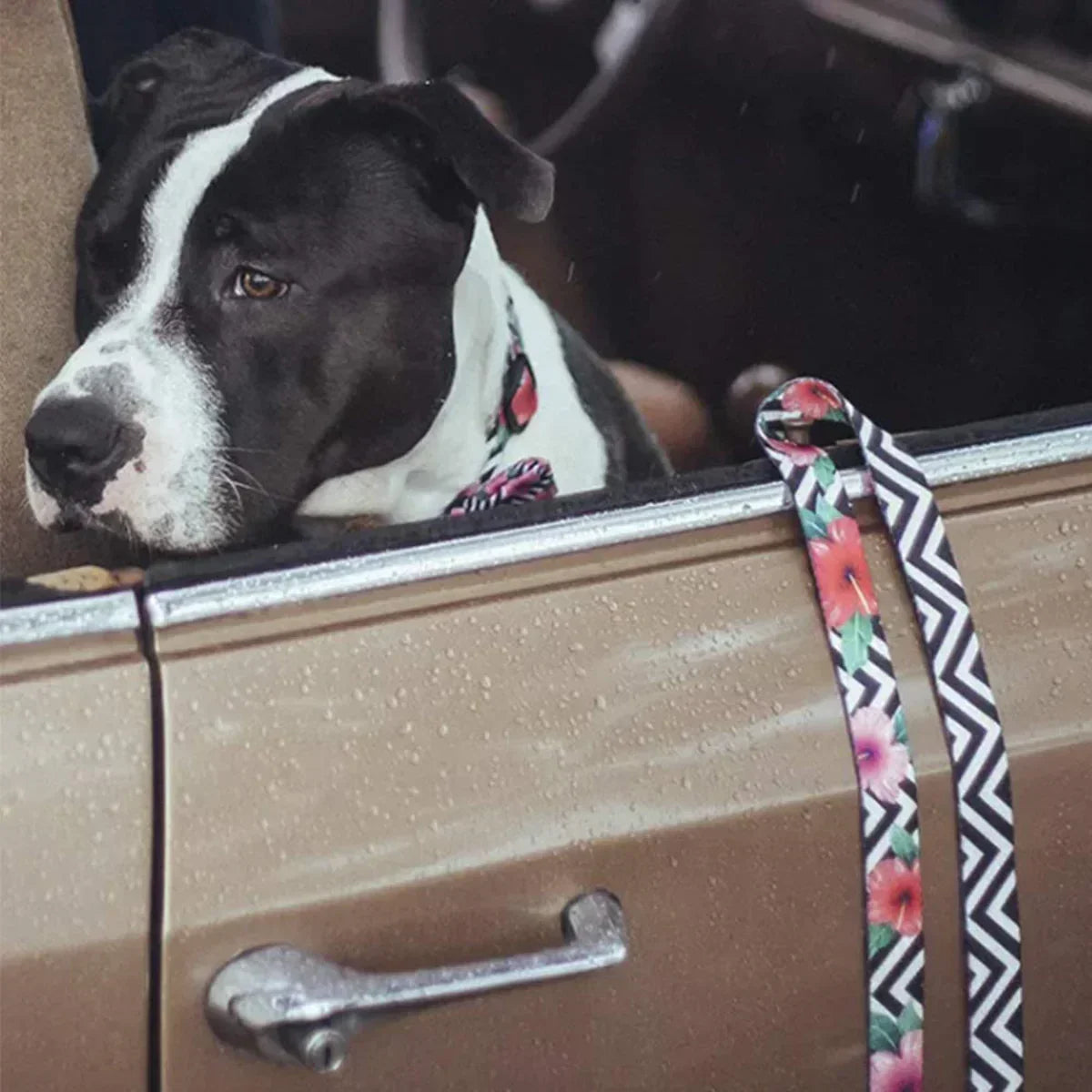 Zee Dog Mahalo Leash - Zigly