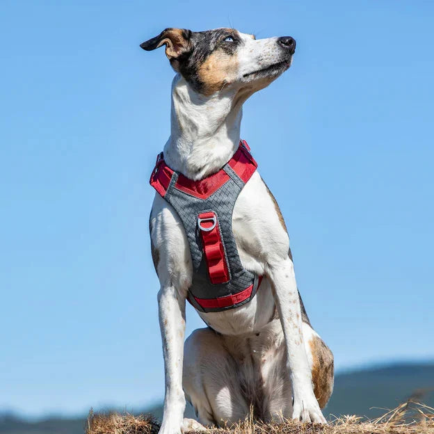 Kurgo Joyful AirDog Harness - Red - Zigly