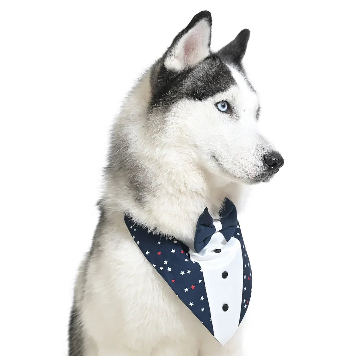 ZL Classic Starlit Sailor Dog Bandana-S-(30cm) - Zigly