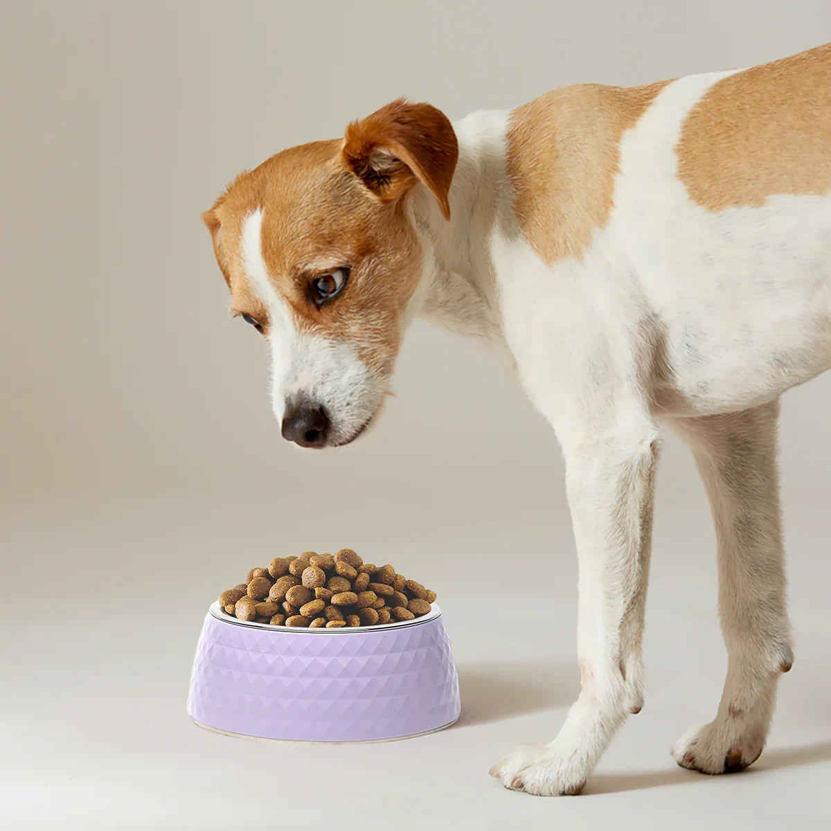 ZL Retro Pyramid Lavender Melamine Dog Bowl - Zigly