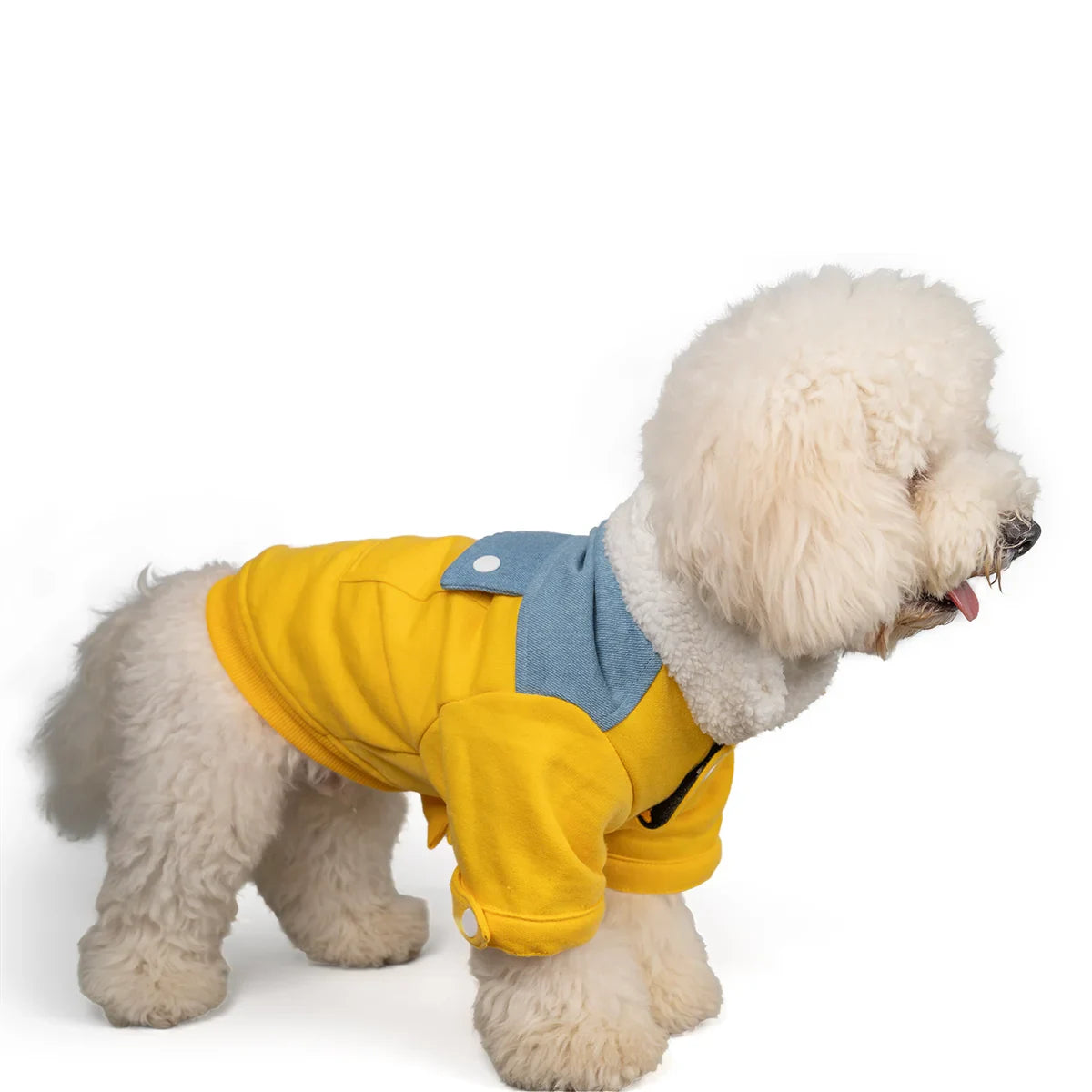 Zl Winterized Denim - Sherpa Dog Jacket Yellow - Zigly