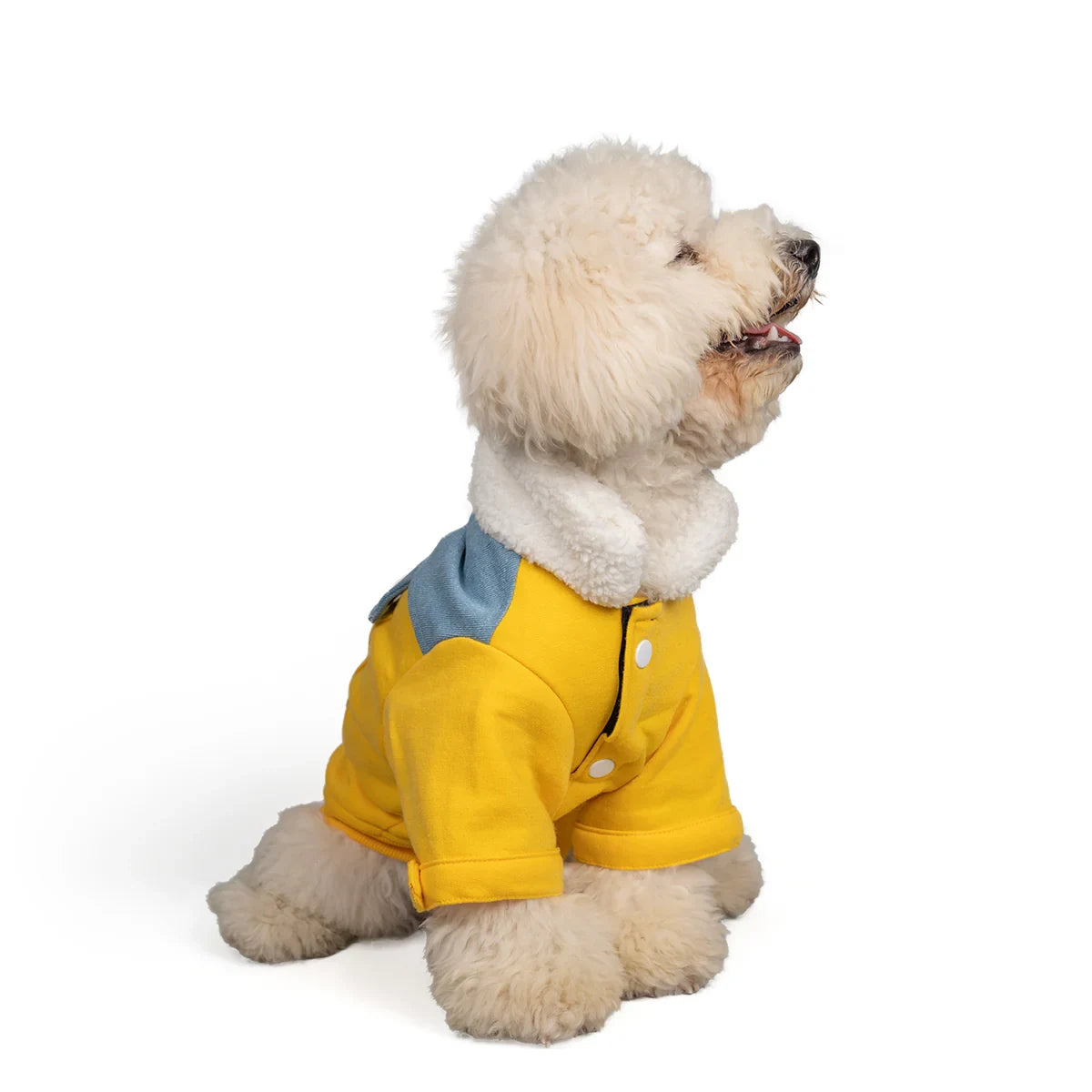 Zl Winterized Denim - Sherpa Dog Jacket Yellow - Zigly