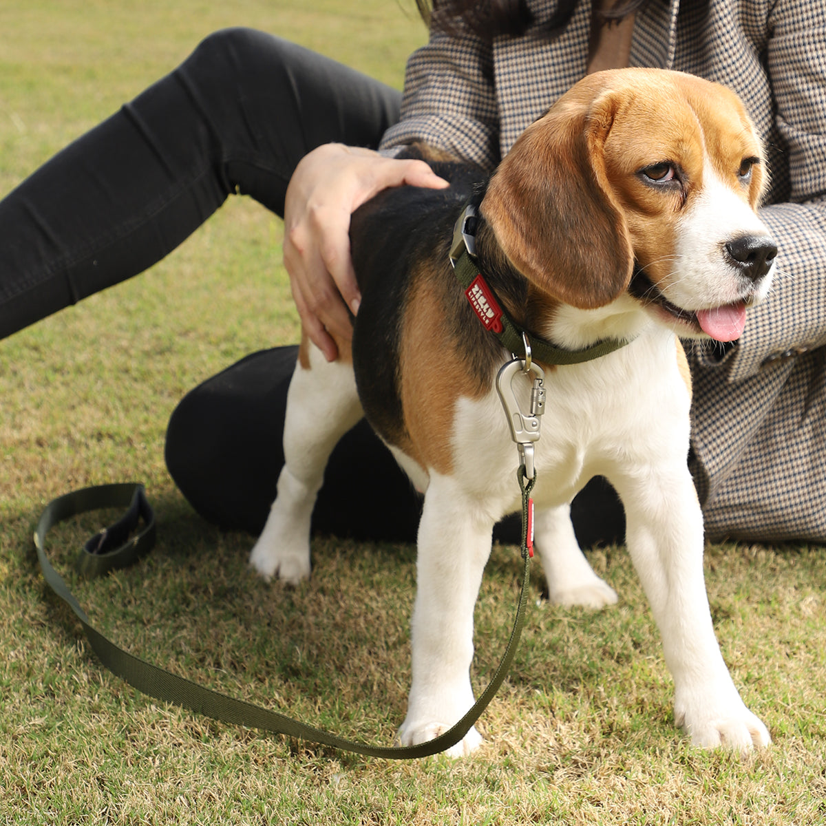 ZL Classic Leash Olive Green - Zigly