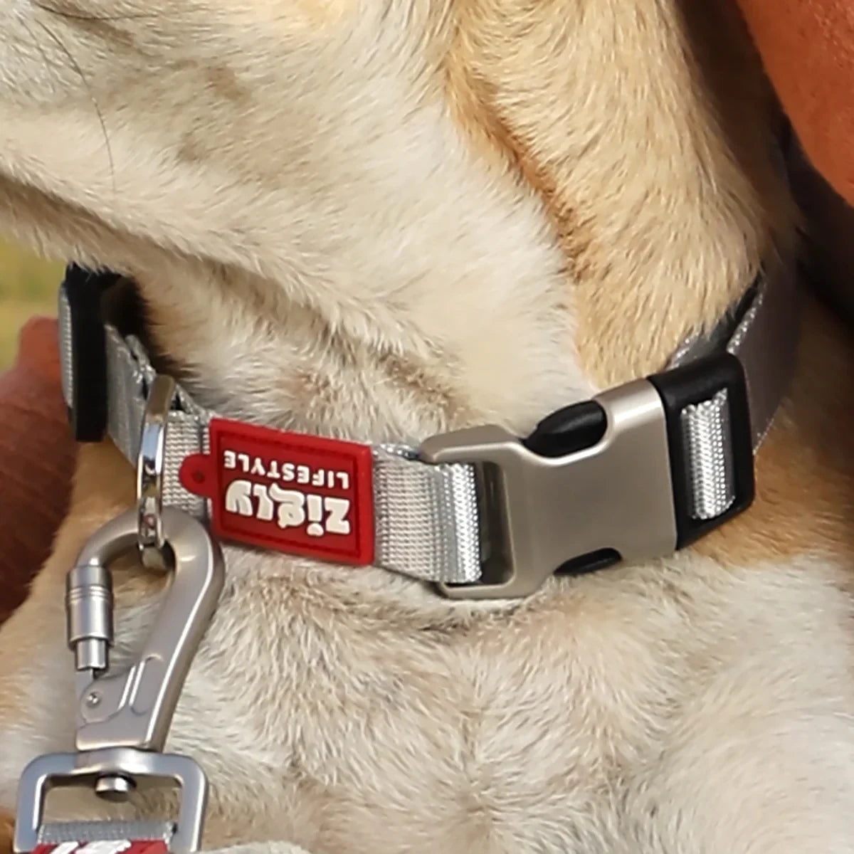 Zl Classic Silver Dog Collar - Zigly