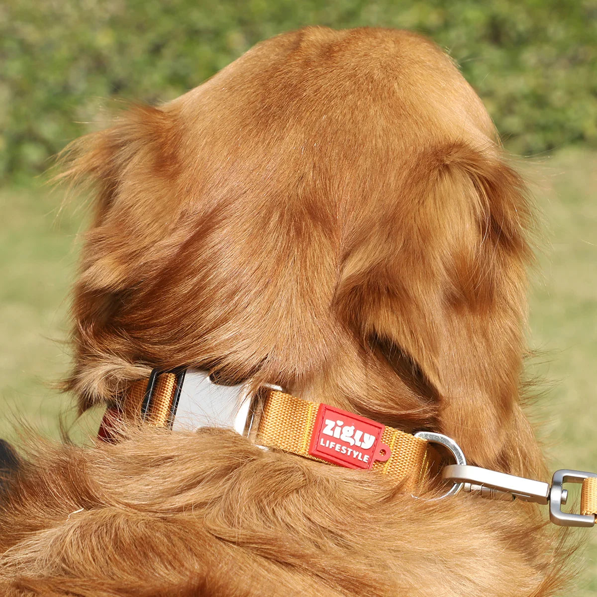 Zl Classic Gold Dog Collar - Zigly