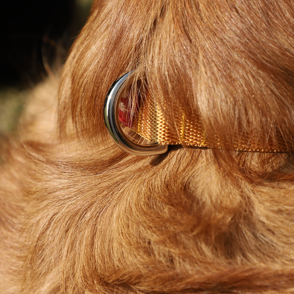 Zl Classic Gold Dog Collar - Zigly