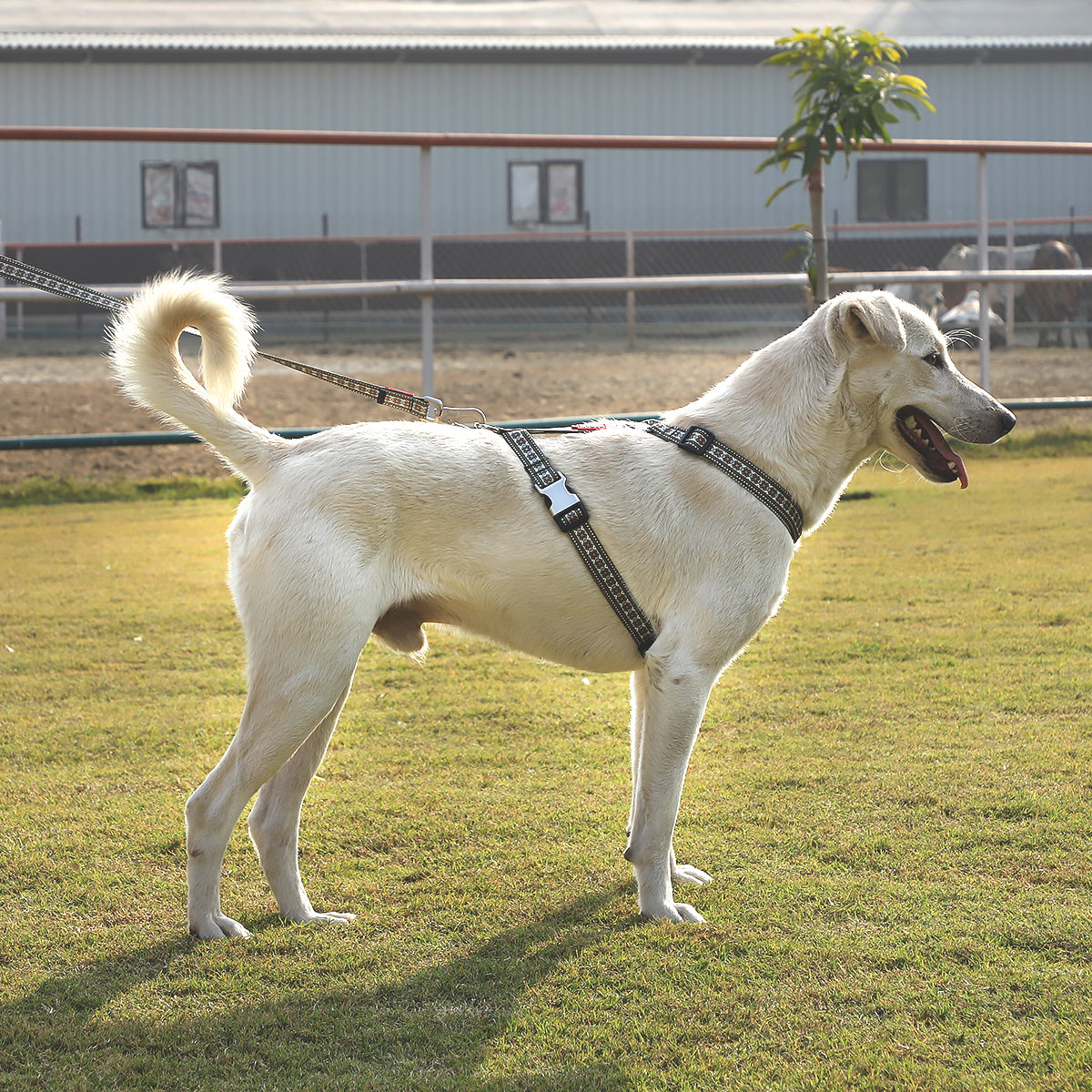 ZL Heritage Dog Harness - Zigly