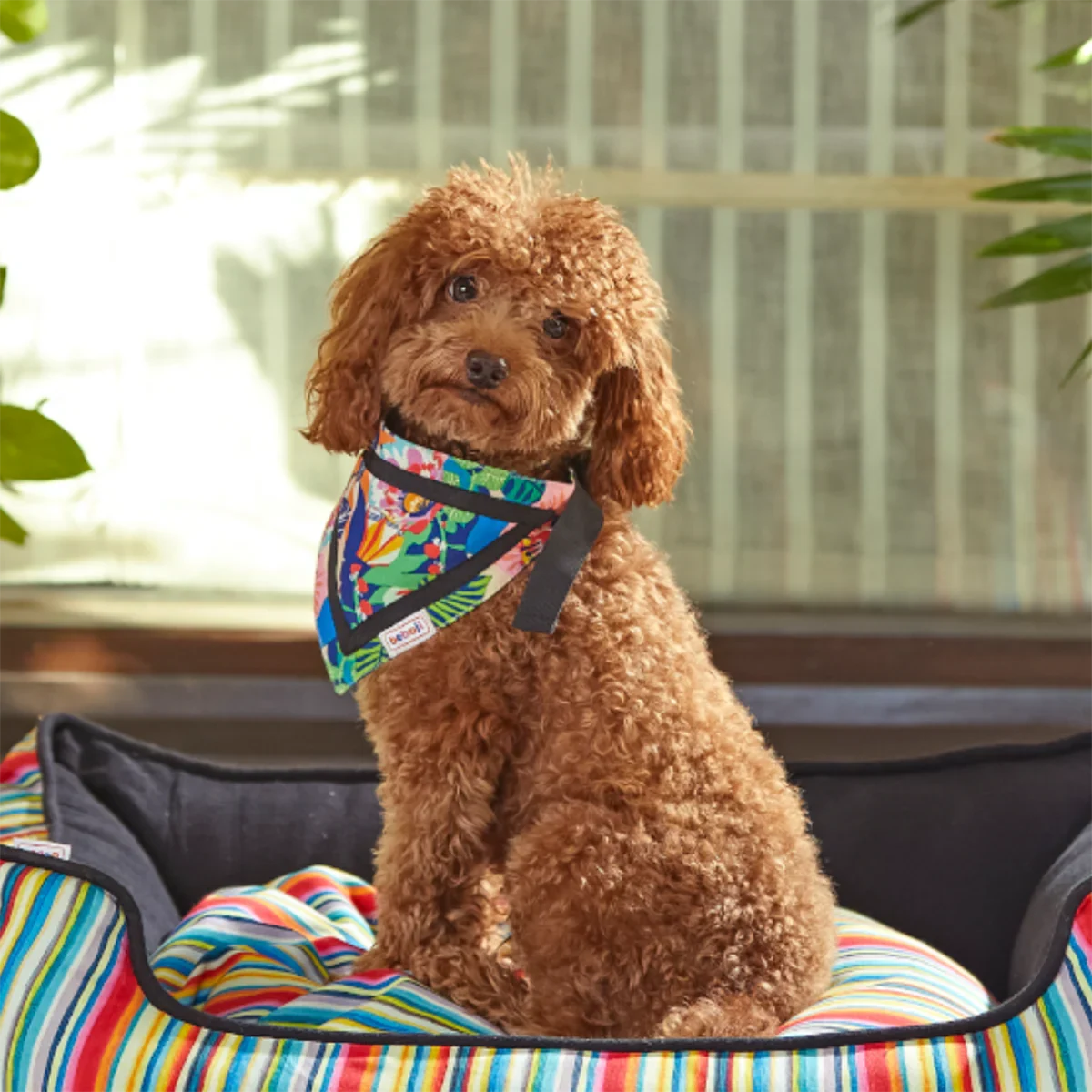 beboji Tropical Twist Dog Bandana - Zigly