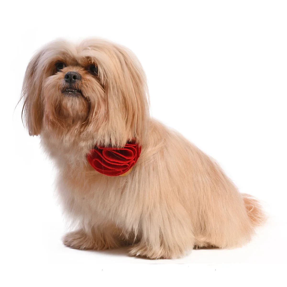 ZL XOXO Rose For My Valentine Dog Bow Tie - Zigly