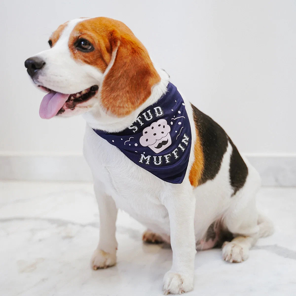 ZL STUD MUFFIN Dog Bandana - Zigly