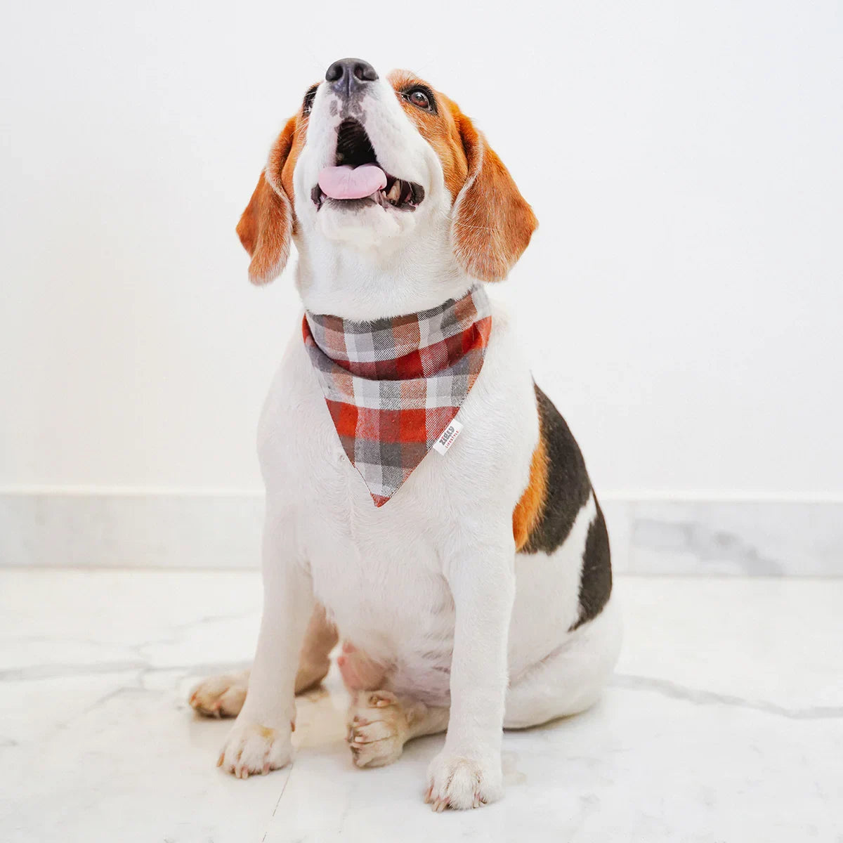ZL Chocolatey Check Dog Bandana - Zigly