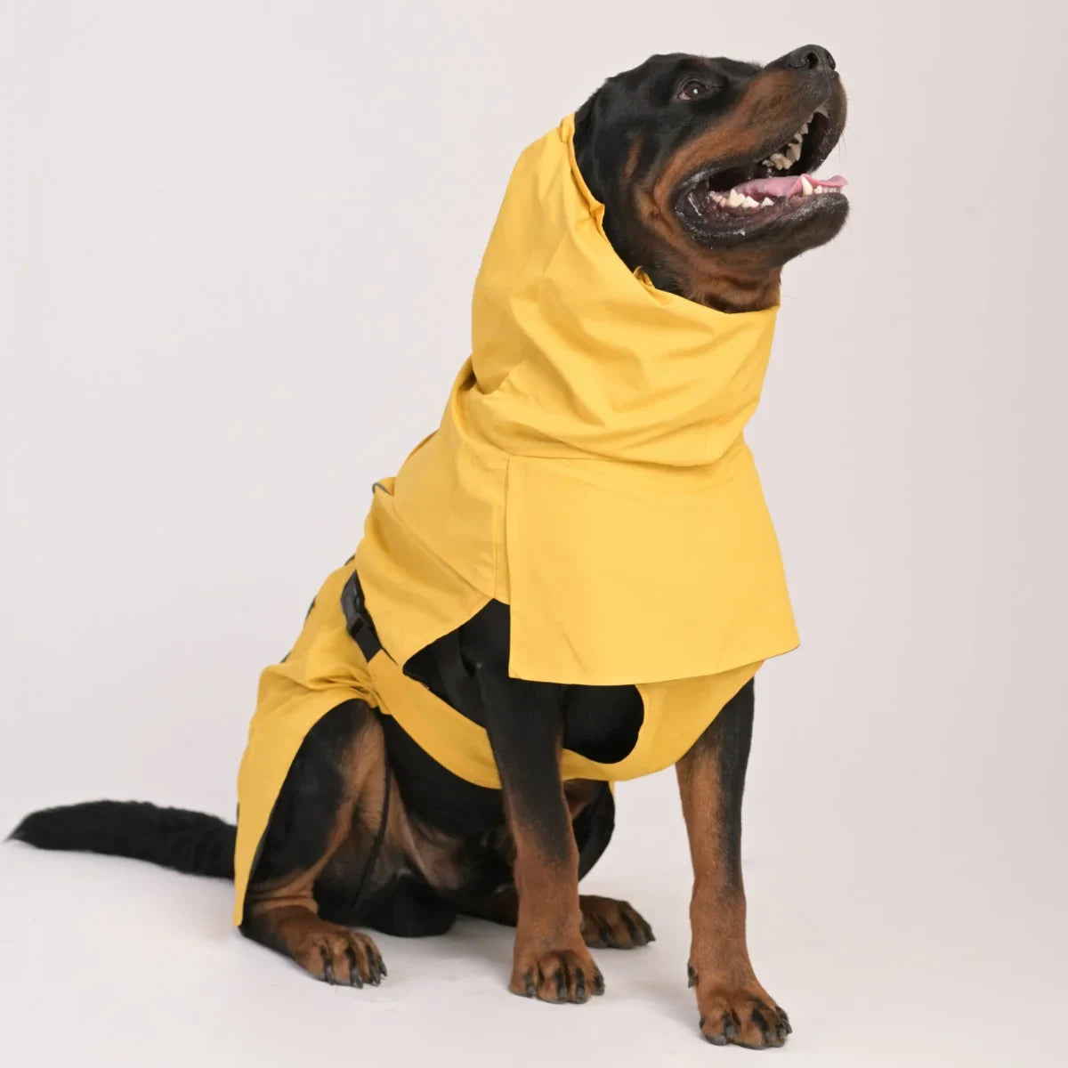 ZL Raincoat & Windcheater for Dogs - Blond - Zigly