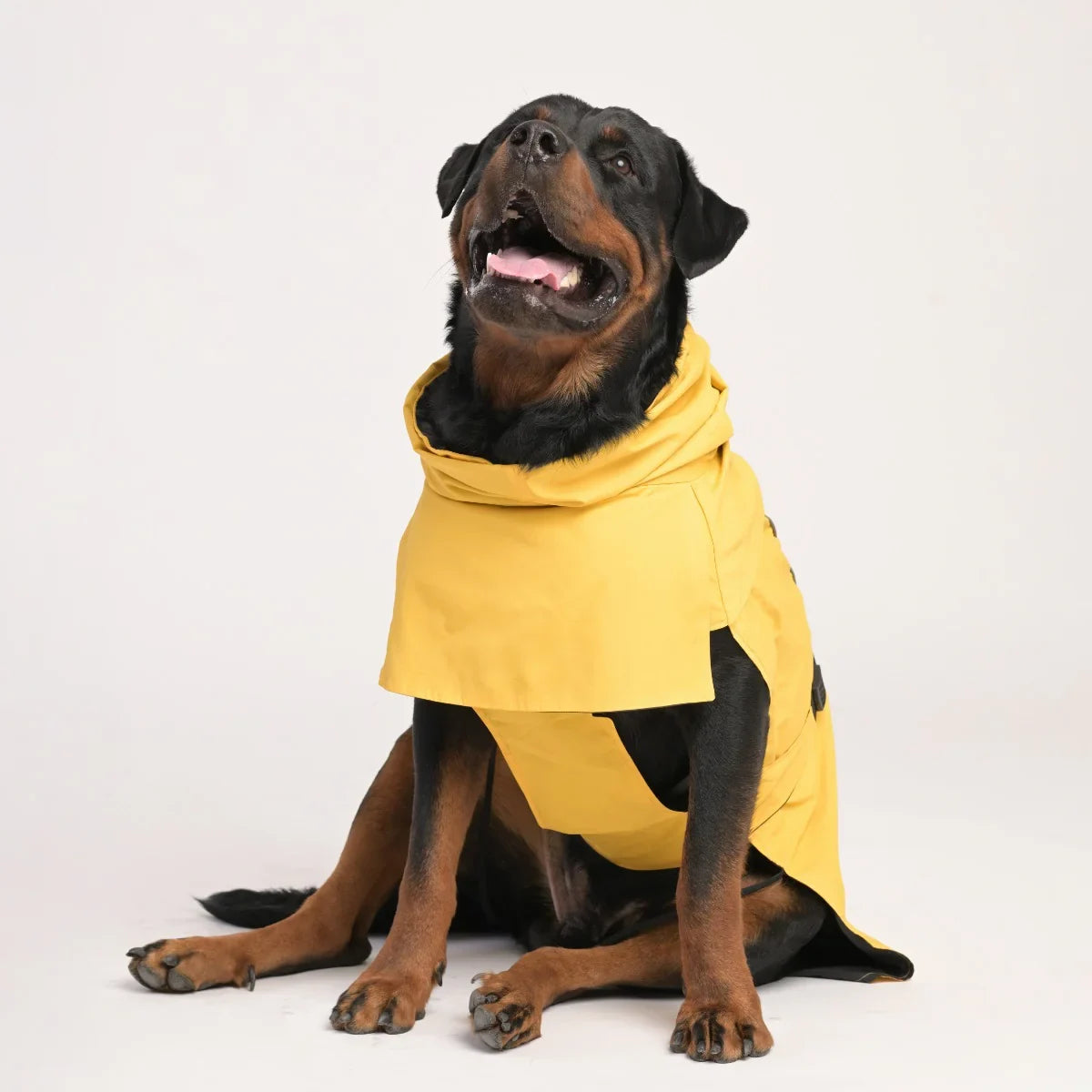 ZL Raincoat & Windcheater for Dogs - Blond - Zigly