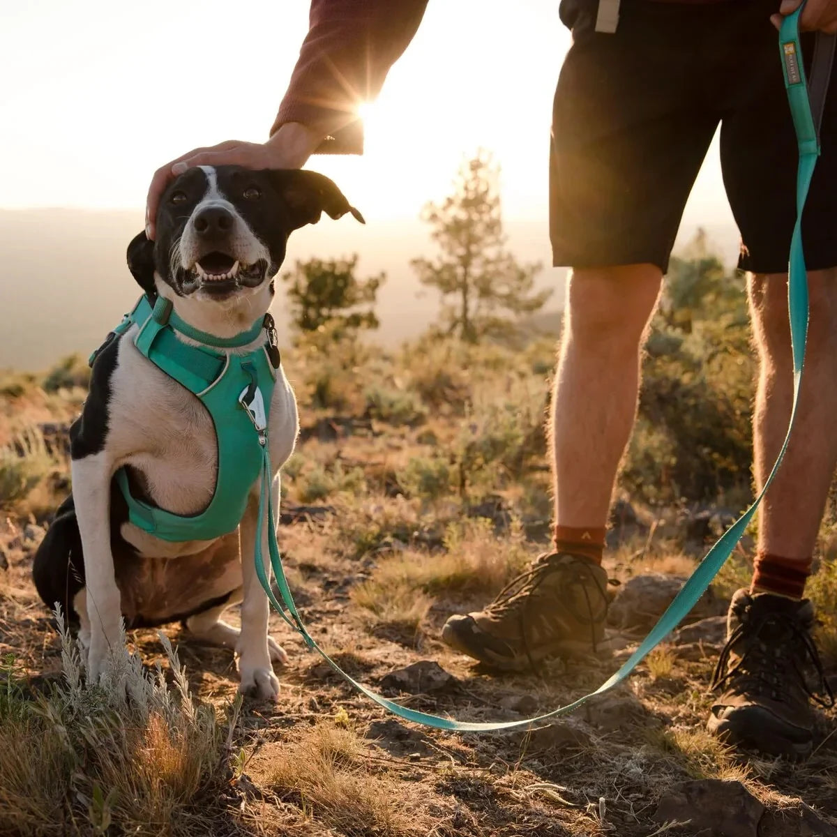 Ruffwear Front Range Padded Dog Harness Aurora Teal - Zigly