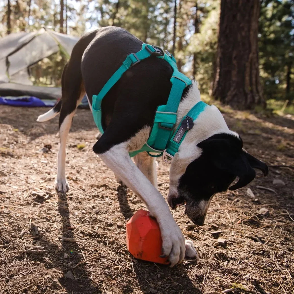 Ruffwear Front Range Padded Dog Harness Aurora Teal - Zigly
