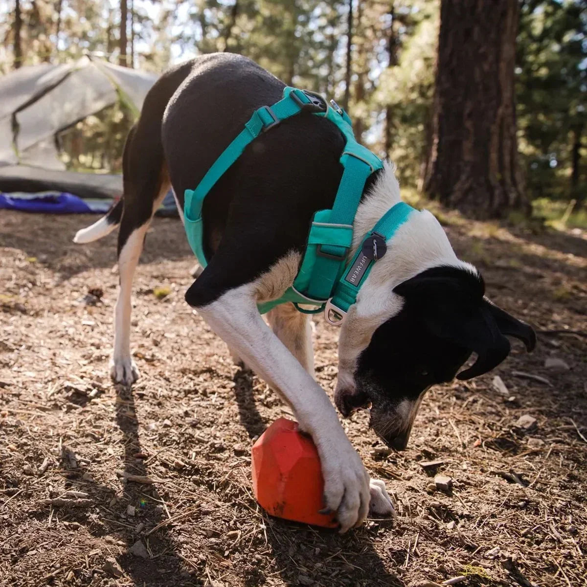 Ruffwear Front Range Padded Dog Harness Aurora Teal - Zigly