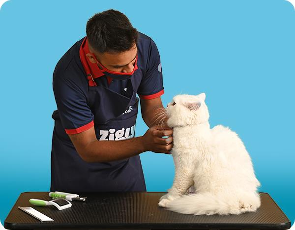 Person grooming a white cat on a grooming table with a blue background
