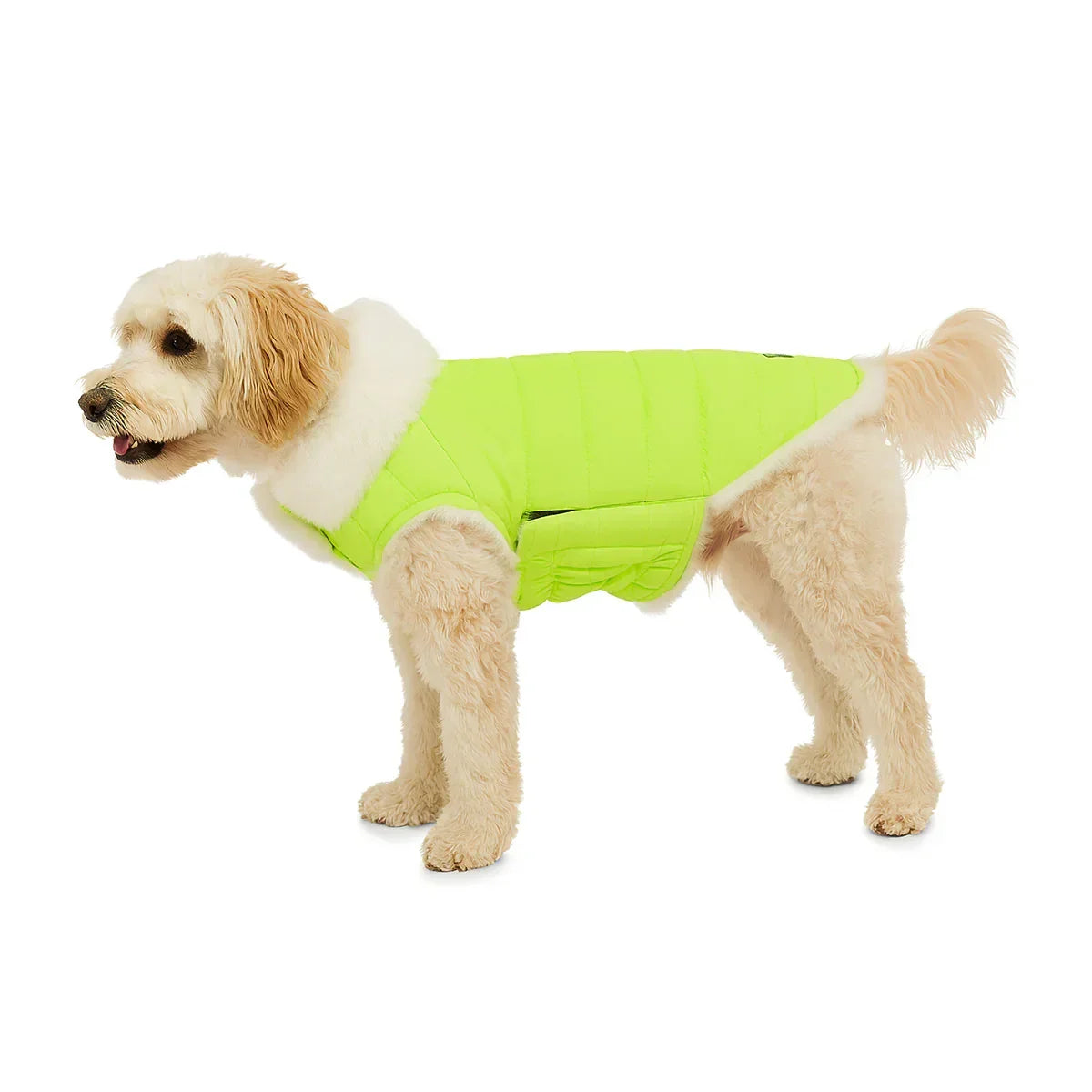 Small beige dog wearing zigly fluorescent green fur-lined jacket on white background