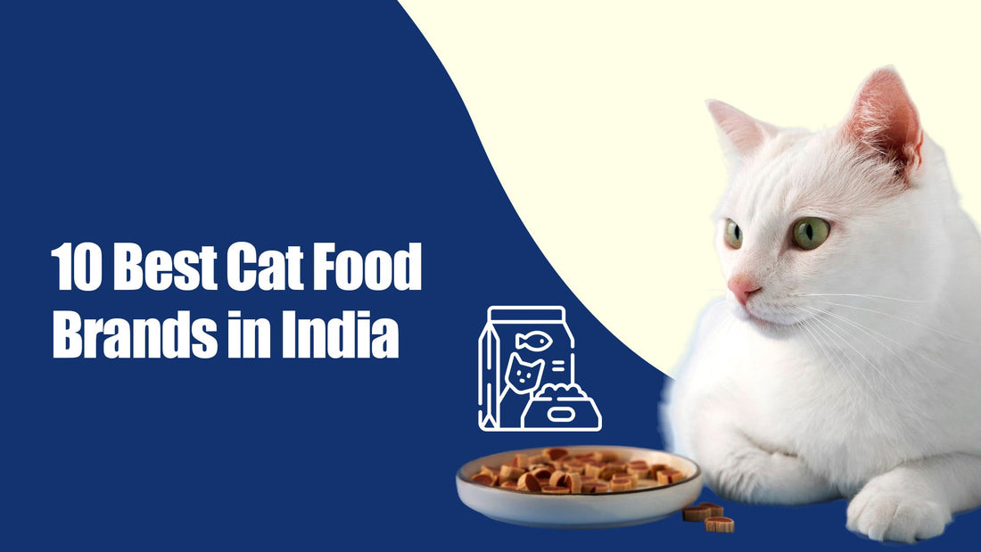 Top 10 Best Cat Food Brands in India