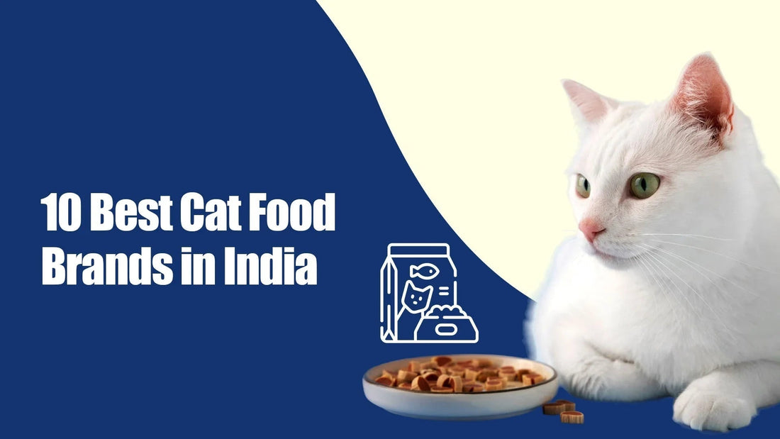 Zigly 10 best cat food brands in India, white cat with green eyes, cat food bowl, blue background