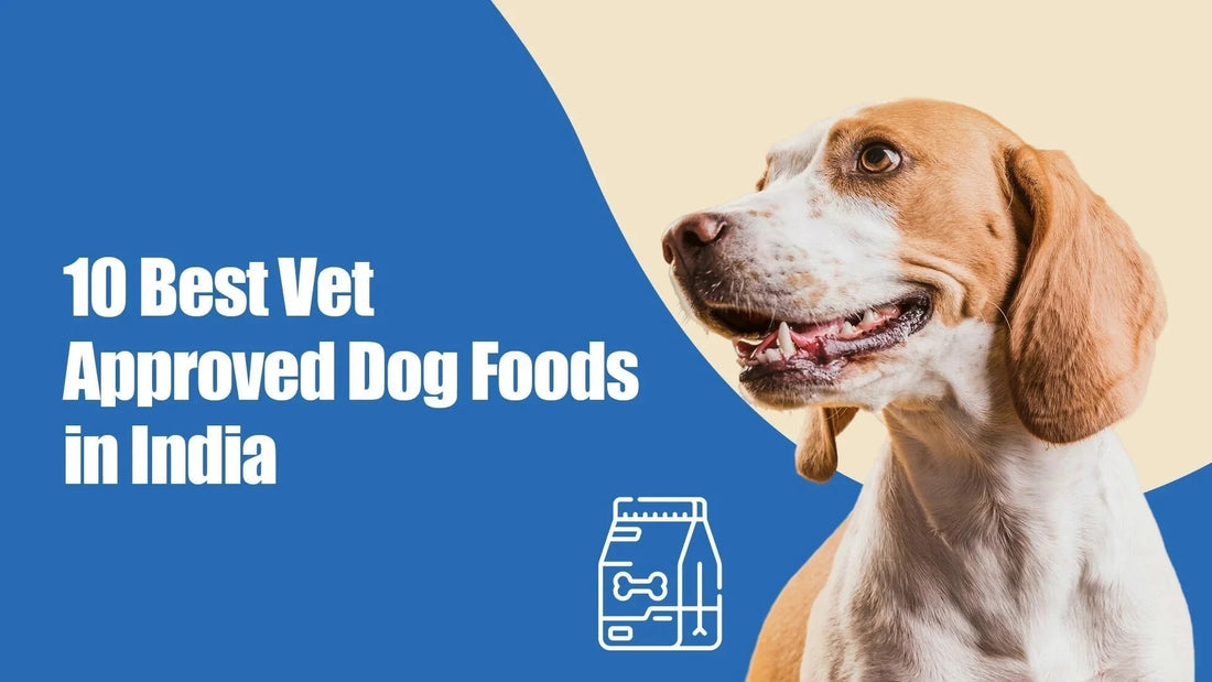 Happy brown and white dog with text '10 Best Vet Approved Dog Foods in India' and zigly branding