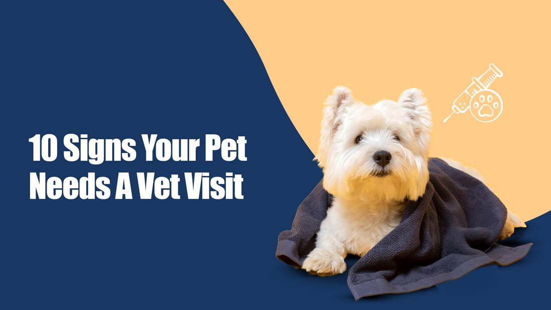 10 Signs Your Pet Needs a Vet Visit (Even If They Look Fine!)