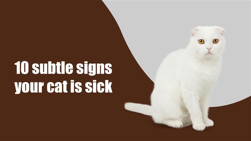 10 Subtle Signs Your Cat Is Sick (And What to Do About It)