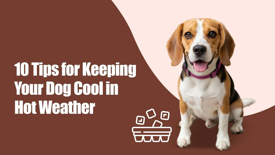 Beagle dog sitting by '10 tips for keeping your dog cool in hot weather' zigly graphic