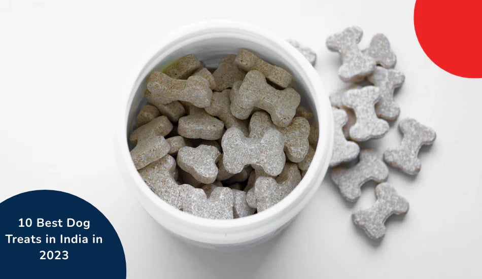 Bone-shaped dog treats in a white jar, Zigly, 10 best dog treats in India 2023.