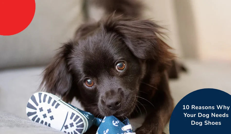 Cute black dog on couch with blue dog shoes, Zigly pet care, 10 reasons for dog shoes