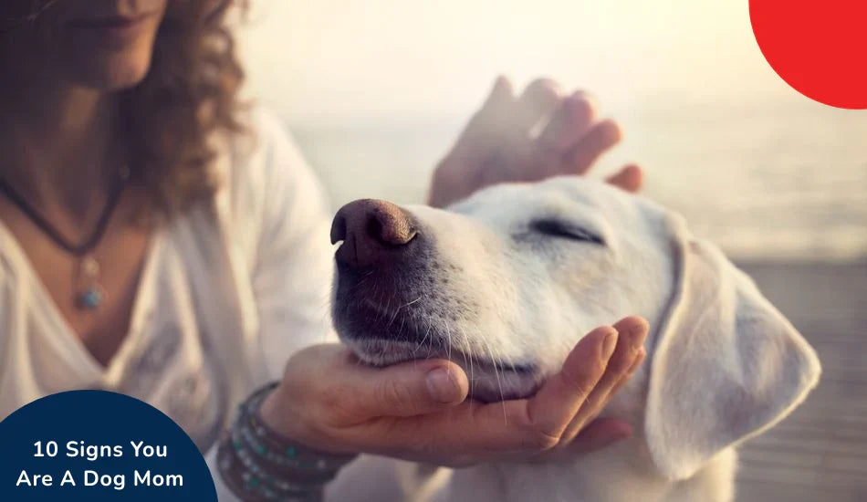 Woman petting happy white dog outdoors, 10 Signs You Are A Dog Mom text, zigly